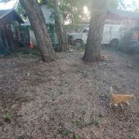 Roof Squad ico