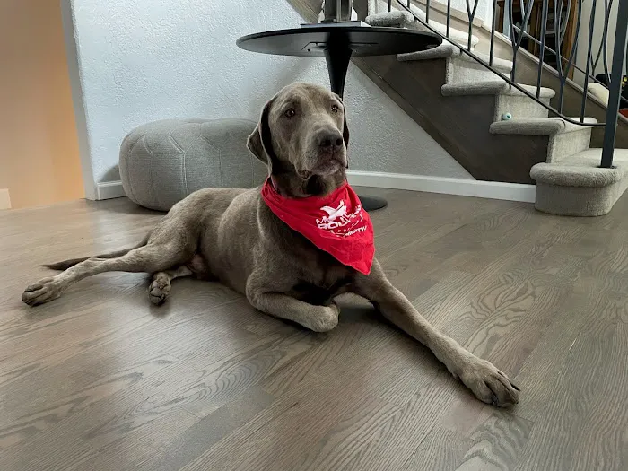 Mighty Dog Roofing of The Woodlands Picture 7