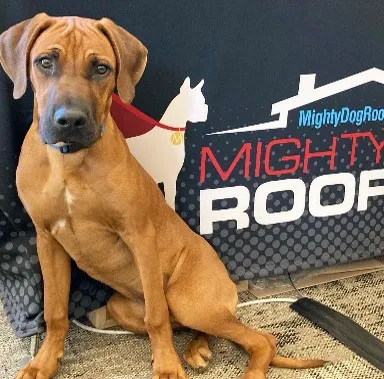 Mighty Dog Roofing of Asheville Picture 7