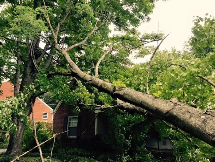 Anderson Gutter & Tree Picture 6