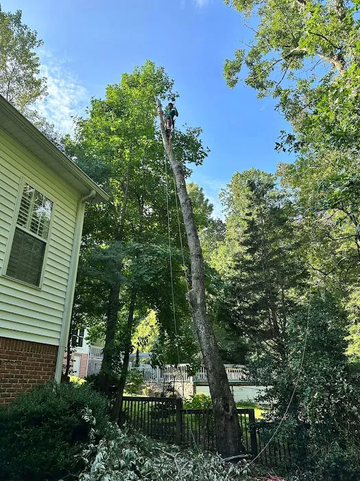 Anderson Gutter & Tree Picture 5