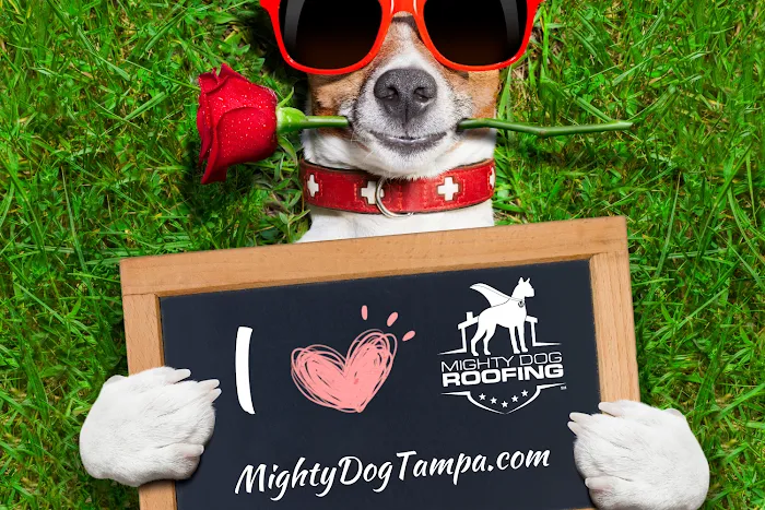Mighty Dog Roofing of West Tampa Picture 3