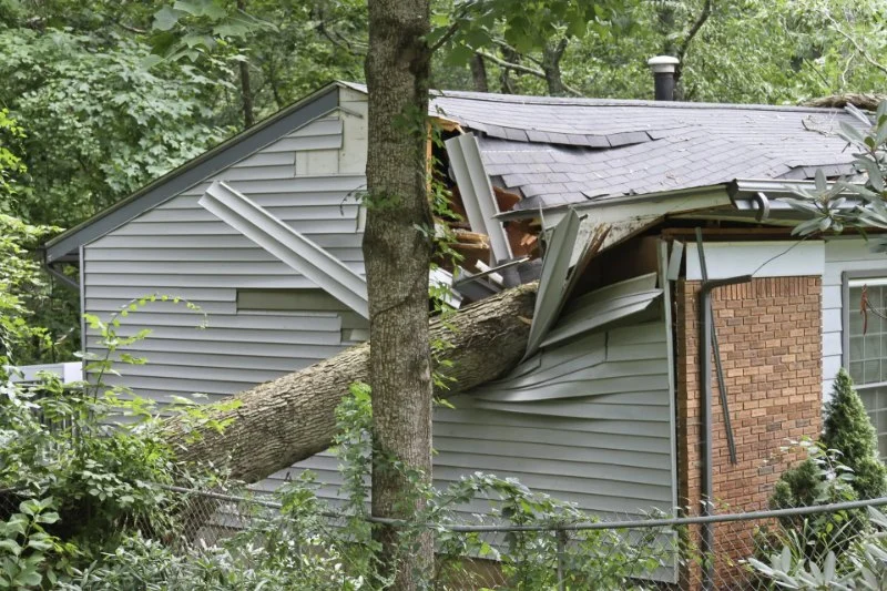 How to Protect Your Roof After a Tree Falls On It: Essential Steps