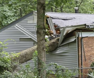 How to Protect Your Roof After a Tree Falls On It: Essential Steps