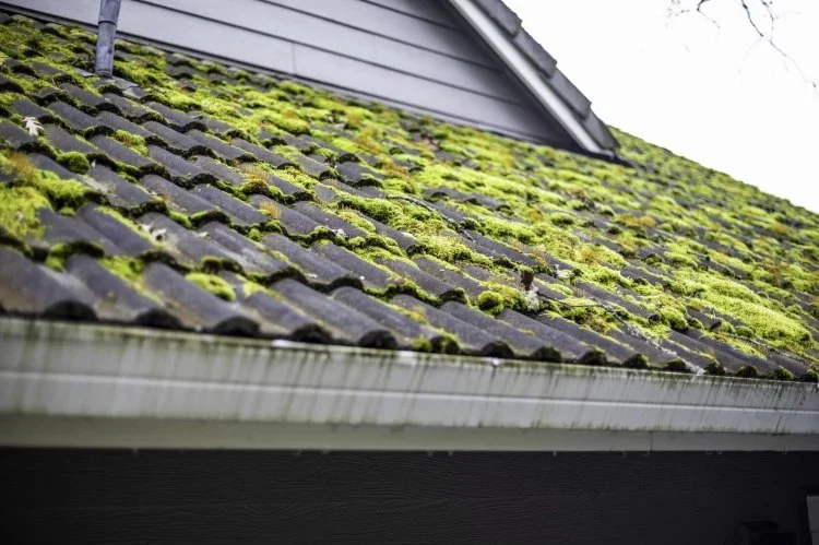 How to Deal with Roof Moss & Lichen without Damage