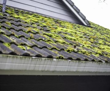 How to Deal with Roof Moss & Lichen without Damage