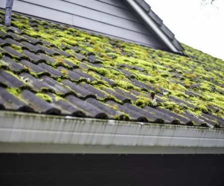How to Deal with Roof Moss & Lichen without Damage