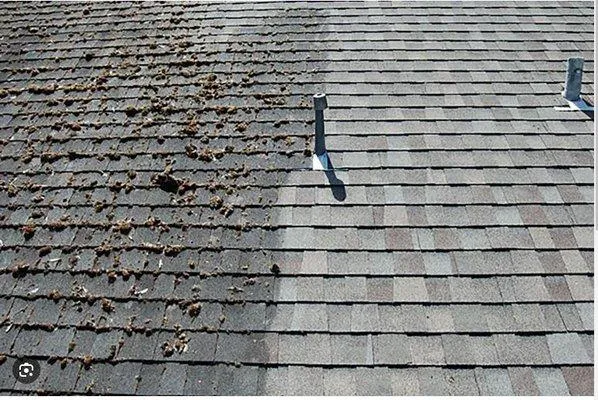 South Coast Shingle Savers Picture 2