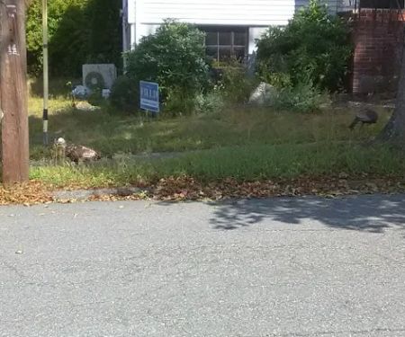 North Shore Builders