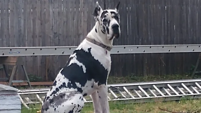 tom kelliher homeimprovement Picture 7