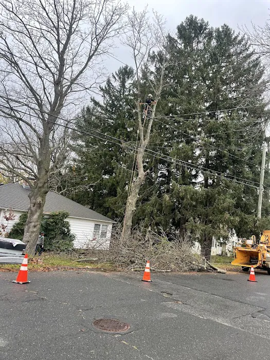 David Roofing Full Construction and Tree Remove LLC Picture 3