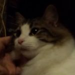 Jamestown Quality Roofing