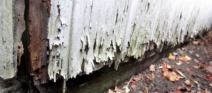 Rot Doctors Picture 3