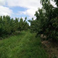 Peterson Home Improvement ico