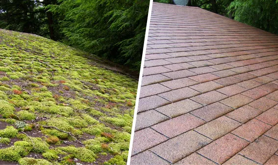 Craig Roof Cleaning Picture 3