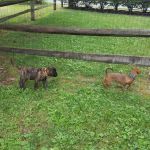 Mark J Fisher Roofing