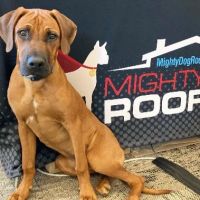 Mighty Dog Roofing of Northwest New Jersey ico