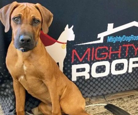 Mighty Dog Roofing of Northwest New Jersey