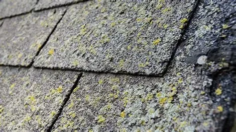 How to Avoid Algae & Mold Growth on Siding and Roof Shingles: Tips for Long-Term Protection