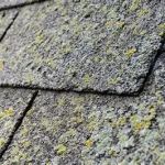 How to Avoid Algae & Mold Growth on Siding and Roof Shingles: Tips for Long-Term Protection