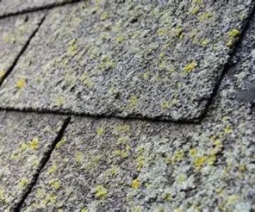 How to Avoid Algae & Mold Growth on Siding and Roof Shingles: Tips for Long-Term Protection
