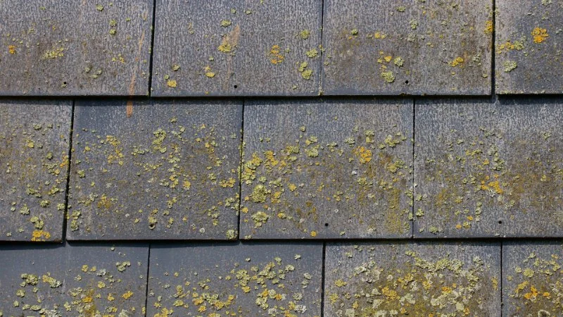 How to Choose Roof Color to Minimize Algae & Heat Absorption | Total Roofing Hub