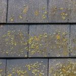 How to Choose Roof Color to Minimize Algae & Heat Absorption | Total Roofing Hub
