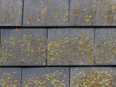 How to Choose Roof Color to Minimize Algae & Heat Absorption | Total Roofing Hub