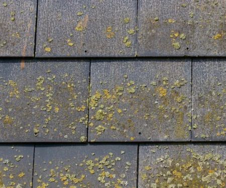 How to Choose Roof Color to Minimize Algae & Heat Absorption | Total Roofing Hub