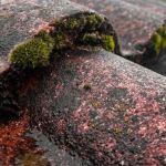 How to Protect Your Roof from Environmental Wear: Expert Tips for Longevity