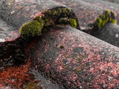 How to Protect Your Roof from Environmental Wear: Expert Tips for Longevity