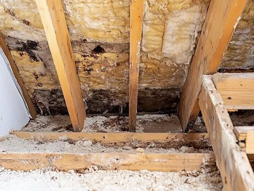 How to Prevent Mold and Moisture Problems Caused by a Leaking Roof | Expert Roofing Tips